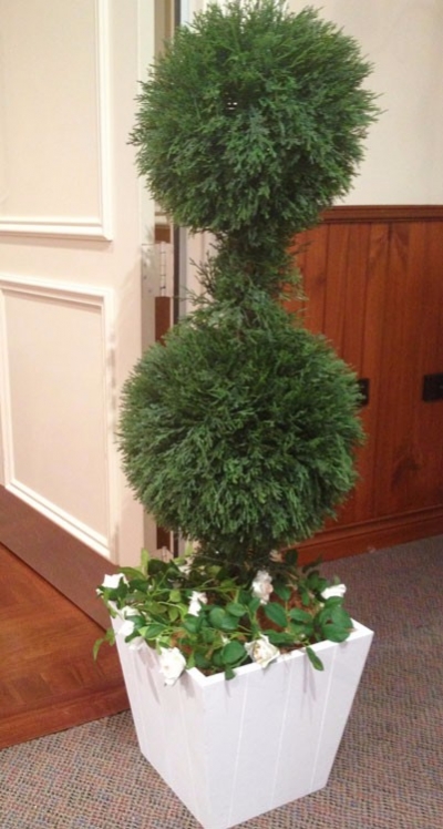 Double ball topiary tree $35.00 each (various pots available)