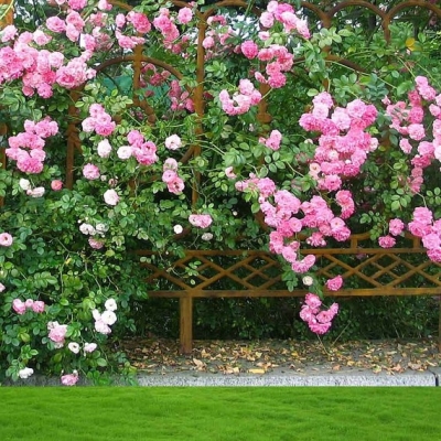 Pink roses 3mx3m $132.00 installed